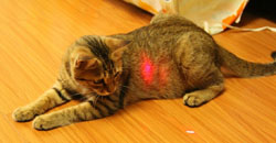 Est-il acceptable pour les chats à jouer avec des pointeurs laser?